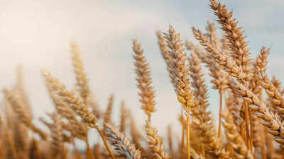 India's wheat stocks to fall further but sufficient, government says