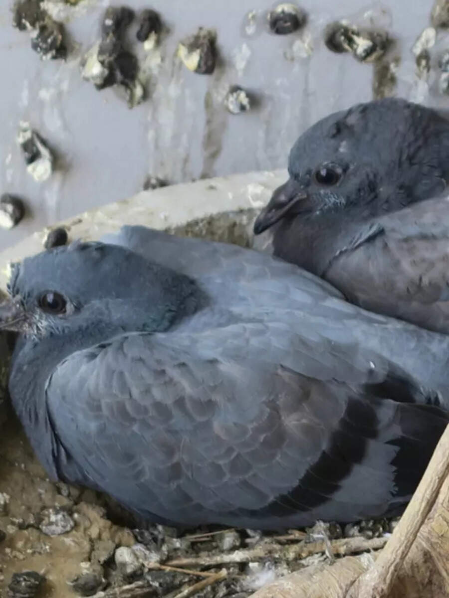 How to stop pigeons pooping in your garden, balcony Times of India