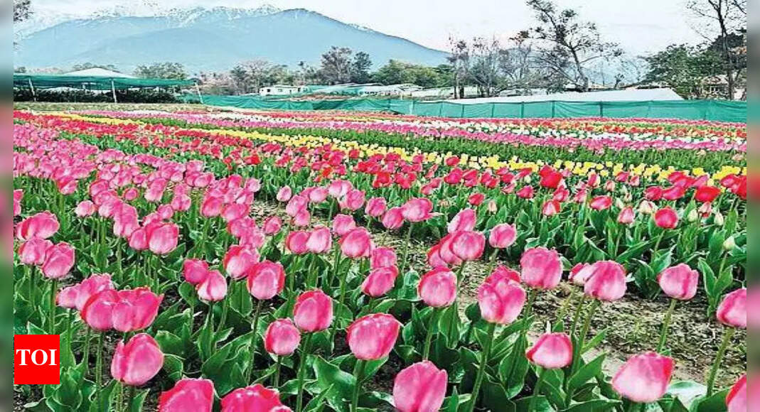 Himachal Pradesh Himachal Pradesh's Palampur on way to 'tulip