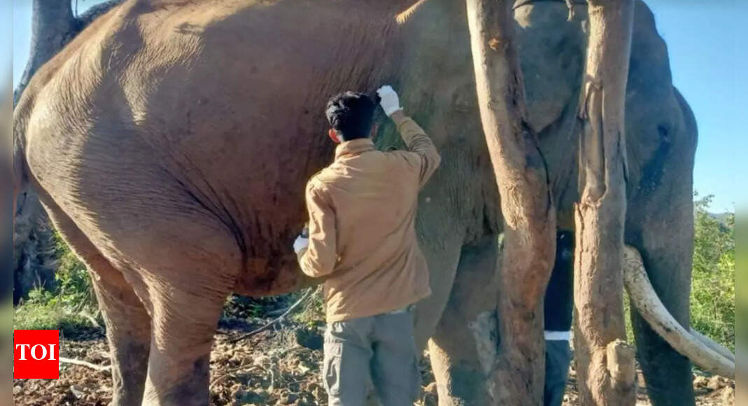 मैसूर दशहरा हाथी बलराम पर गोली चलाने के आरोप में व्यक्ति गिरफ्तार |  मैसूर समाचार – टाइम्स ऑफ इंडिया