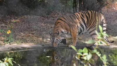 Tigress death: IFS officer gets jail for bid to frame 2 Madhya Pradesh officials