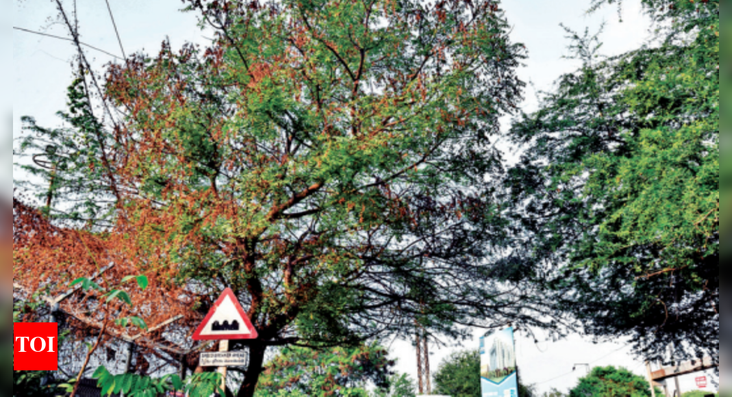 Telangana Hundreds of neem trees wilt in Secunderabad Cantonment