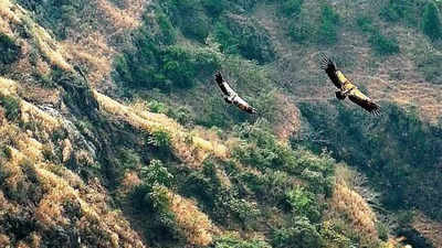 Gujarat: Threatened vultures find cosy home in Pavagadh