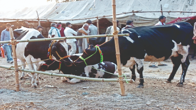 Lumpy skin disease: Cattle trade banned in Mysuru till January 10
