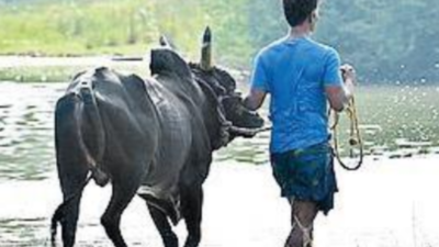 While Messi goes for gold in Qatar, his Goan bull namesake went out on ...