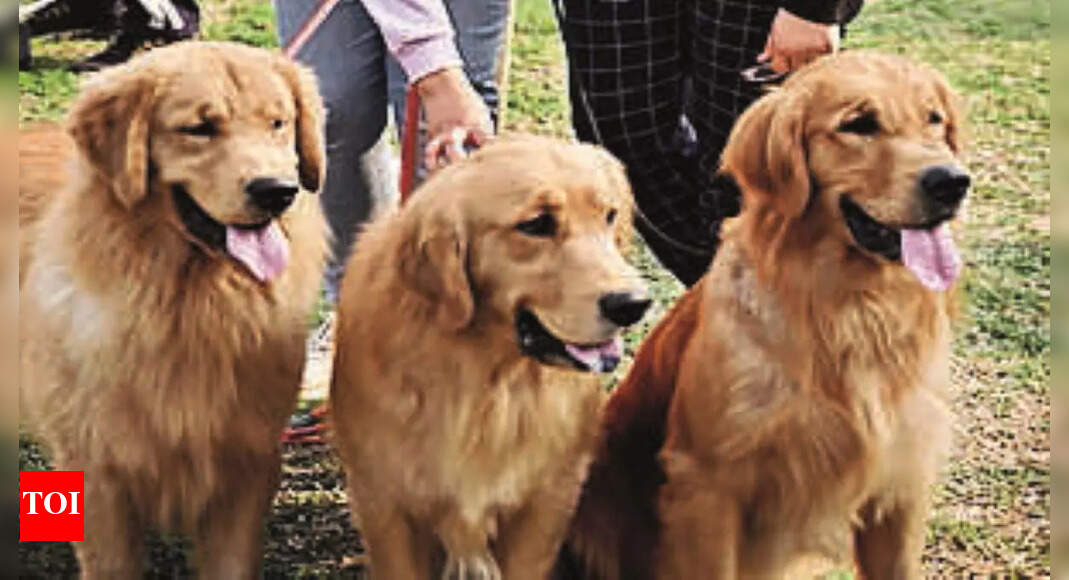 Angad Dev Veterinary Dogs Steal Hearts At Vet Varsity Show Ludhiana