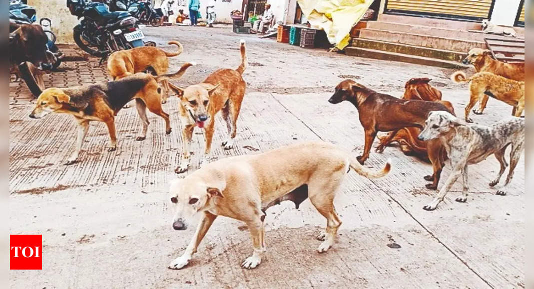 BMC To Survey 'free-roaming' Dogs In Mumbai For Population Control ...