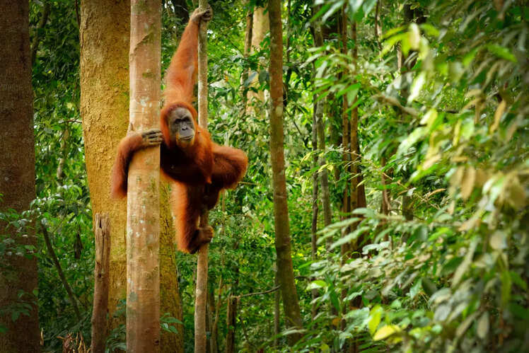 Sumatra rainforest, Indonesia