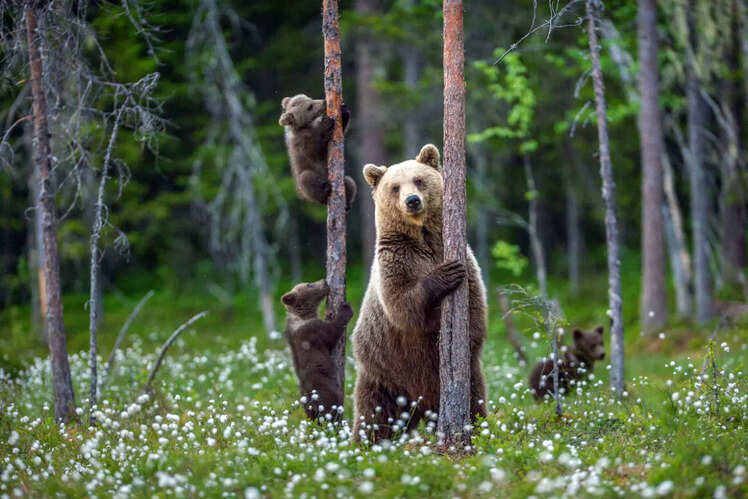 Finnish forests