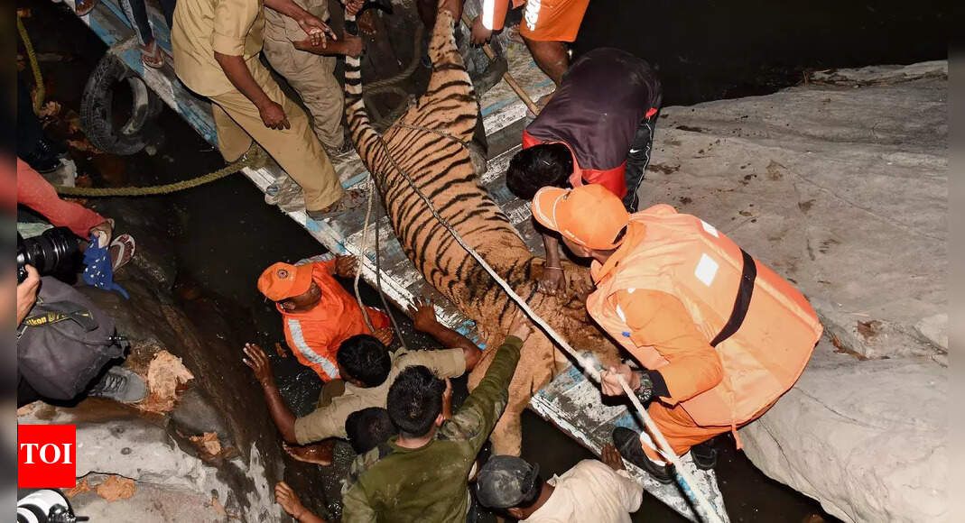 गुवाहाटी मंदिर द्वीप पर फिर से शुरू हुआ ‘लाइफ ऑफ पाई’ |  गुवाहाटी समाचार – टाइम्स ऑफ इंडिया