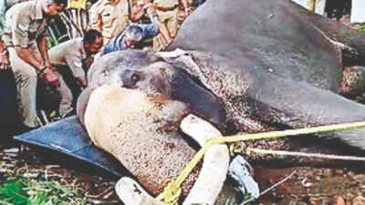 An ‘inflated’ solution to a jumbo problem in Kerala