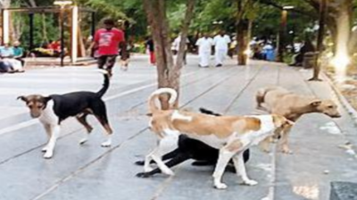 Rapid increase in stray dog population worries Coimbatore folk