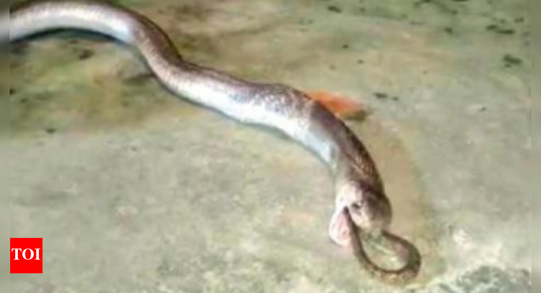 Snake catcher rescues cobra, only to see it vomit another cobra in