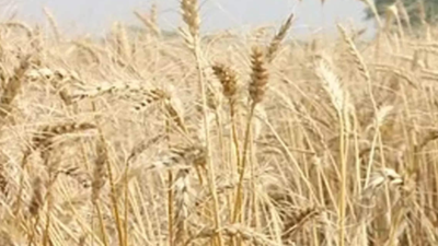 Uttar Pradesh: Wheat crop on 200 acres of 'illegally occupied' govt land destroyed