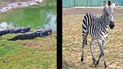 New Town mini zoo set to get zebras, giraffes, hippo