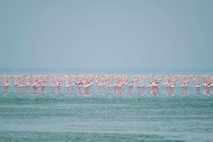 Sambhar Salt Lake, Rajasthan