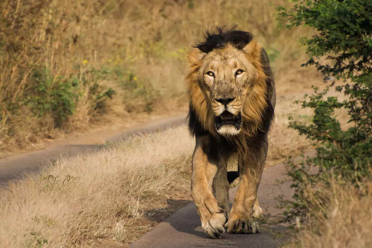 Gir National Park, Gujarat