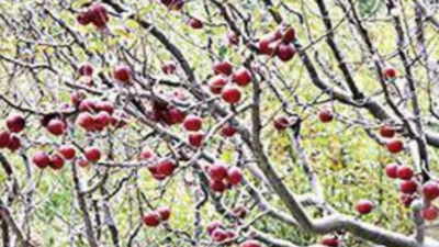 In Himalayan apple belt, farmers wait for snow