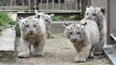 2 white tiger cubs presented to public in Delhi zoo - EFE Noticias