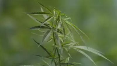 Marijuana farmer from Dhule held by Mumbai police for growing, selling drug