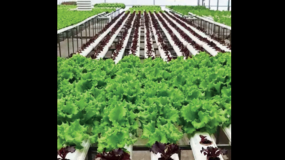 Hydroponic farm losses edge out techies from business in Hyderabad