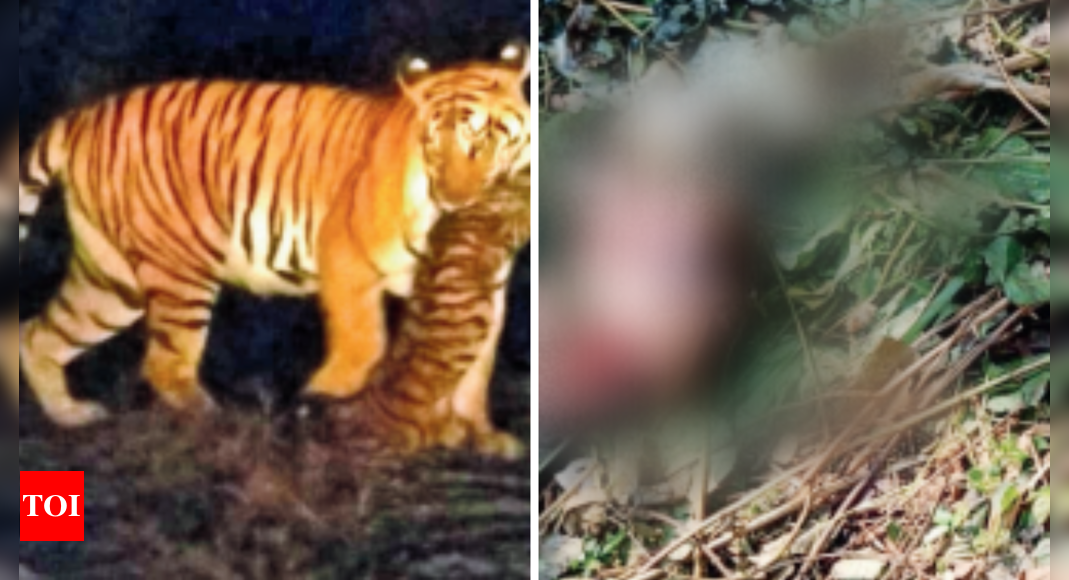 The Last of the Wild and Man-Eating Tigers