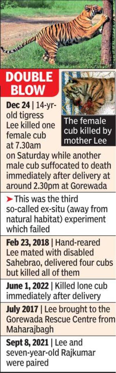 Gorewada’s 3rd ex-situ tiger breeding attempt fails
