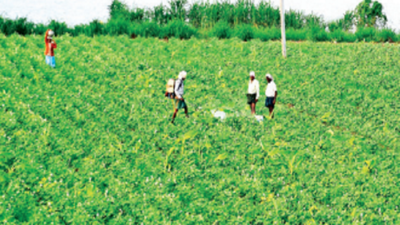 44% agricultural land in Telangana now owned by BCs: Survey
