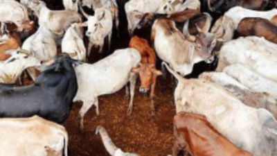 181 cattle have succumbed to LSD in Karnataka's Chamarajanagar | Mysuru News - Times of India 181 cattle have succumbed to LSD in Karnataka's Chamarajanagar | Mysuru News - Times of India