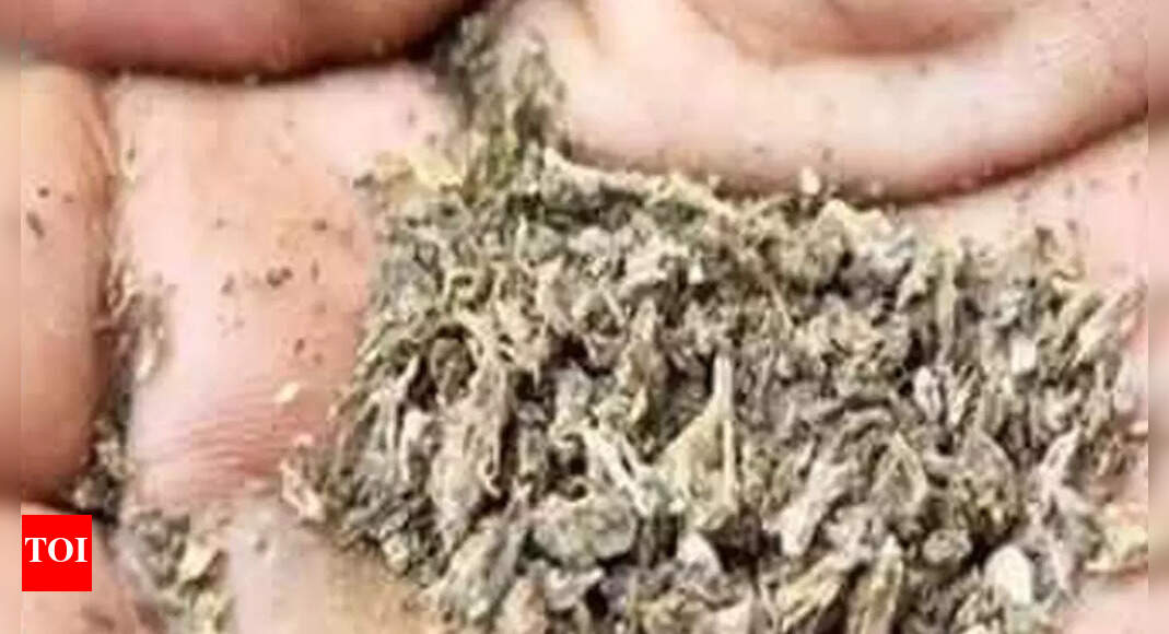 दो गिरफ्तार, ₹70 हजार का गांजा बरामद |  मैसूर समाचार – टाइम्स ऑफ इंडिया