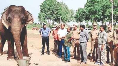 Two elephants from Tuticorin, Madurai find new home in Trichy