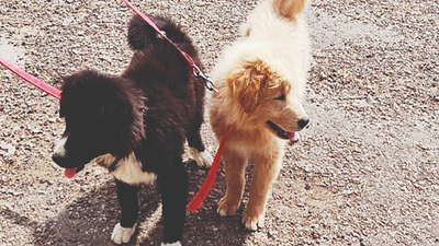 Gaddi: Hp’s ‘gaddi’ Dog To Be Registered At Nbagr | Chandigarh News ...