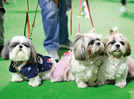 Delhiites party with supawstars at pet festival