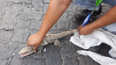 Black iguana travels from Mexico to Uran in container, rescued