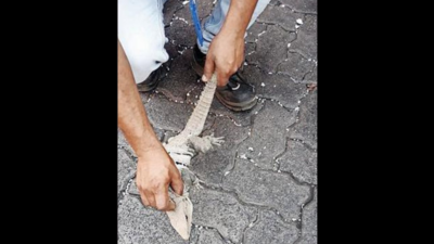Iguana sails from Mexico to Uran in cargo, rescued