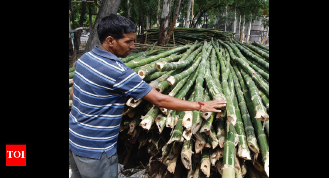 Centre forms advisory group to boost bamboo industry Nagpur News
