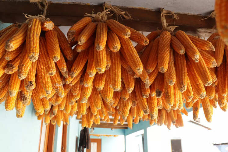 Visit the unique Sainji village