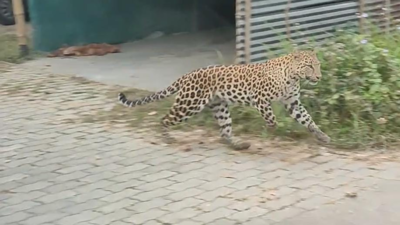 15 injured in leopard attack in Assam’s Jorhat
