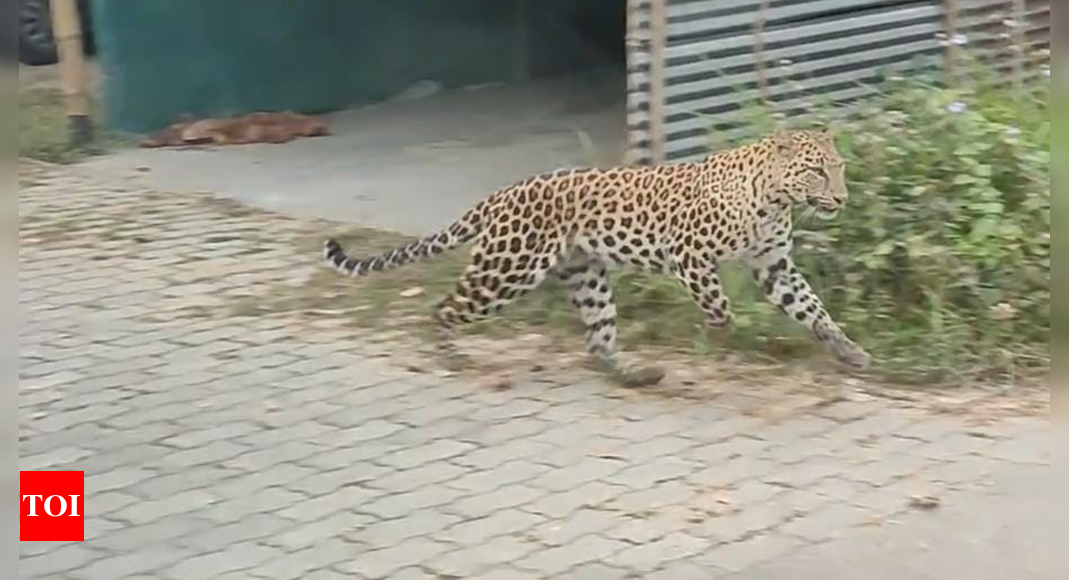 15 injured in leopard attack in Assam’s Jorhat | Guwahati News - Times ...