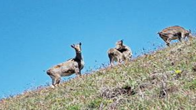 Forest department to take steps to protect habitats of Nilgiri tahr in Tamil Nadu