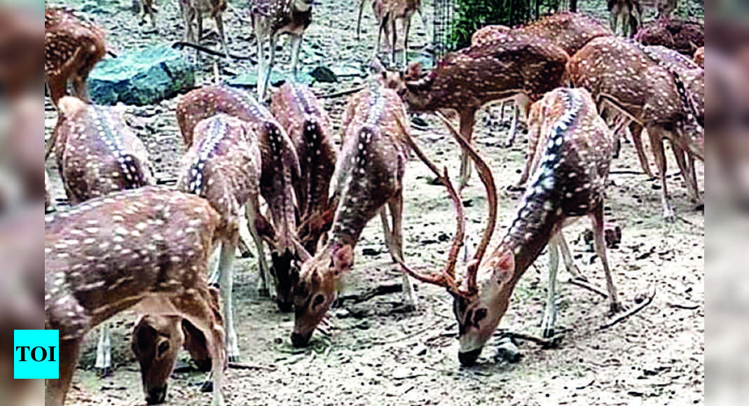 अगले साल बंद होगा धनबाद का अकेला हिरण पार्क |  रांची समाचार – टाइम्स ऑफ इंडिया