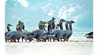 Migratory birds arrive near Rushikulya river mouth