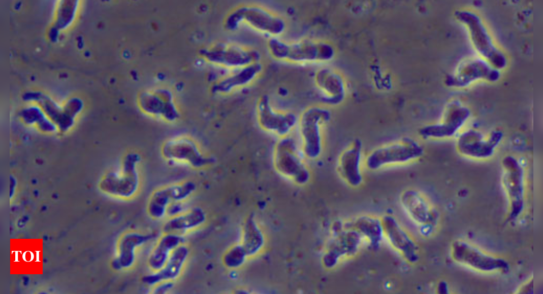 naegleria-fowleri-life-cycle