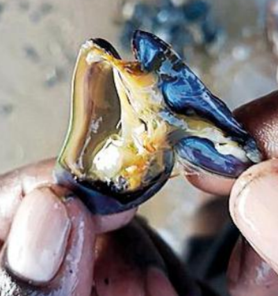 Invasive mussel species in Ennore can wipe out prawns, clams, claims