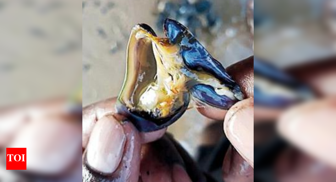 Invasive mussel species in Ennore can wipe out prawns, clams, claims