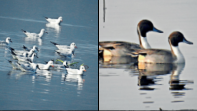 Shortage of food or water? Why Okhla is seeing fewer winter birds this time