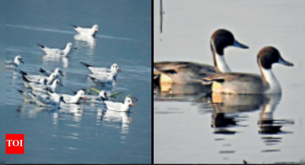 Okhla Shortage Of Food Or Water? Why Okhla Is Seeing Fewer Winter