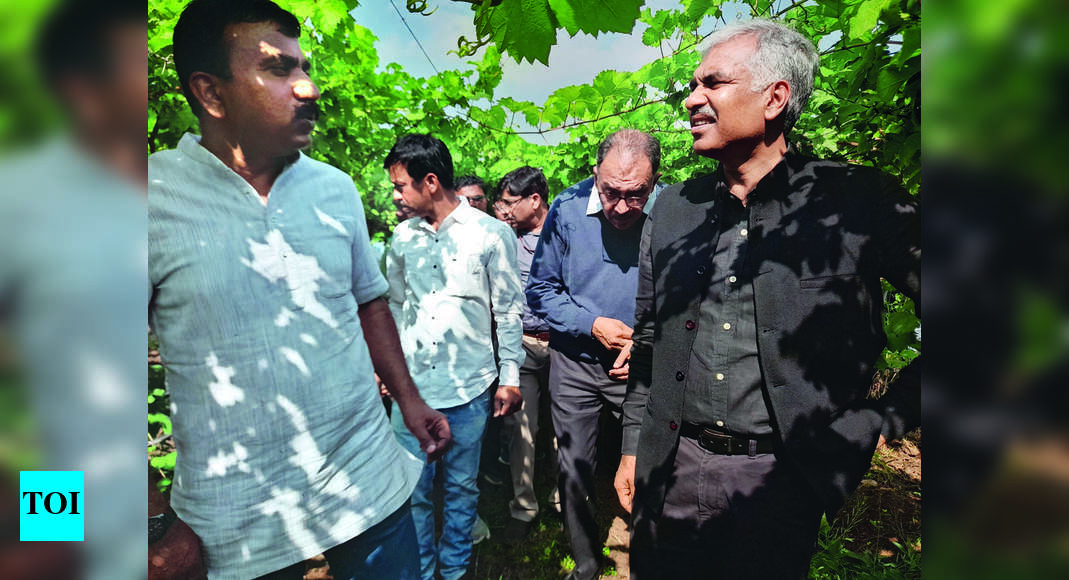 New Storage Units Planned For Onions To Cut Losses Nashik News