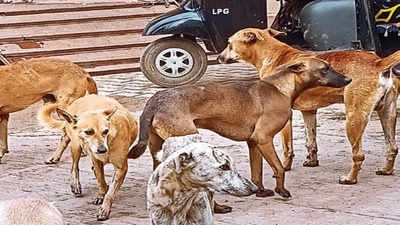 Stray dogs attack and injure teen boy in Lucknow's Jankipuram Extension