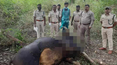 Indian gaur shot dead in Mysuru's Nagarahole Tiger Reserve